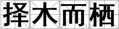 擇木而棲