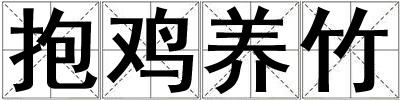 抱雞養竹